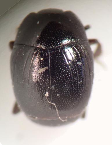 Gnathoncus communis